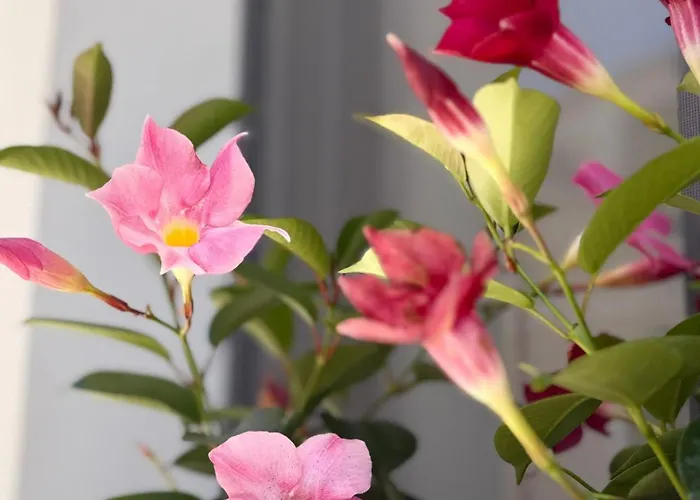 Residenza Al Castello 招待所 4*